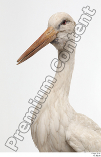 Black stork head neck 0010.jpg